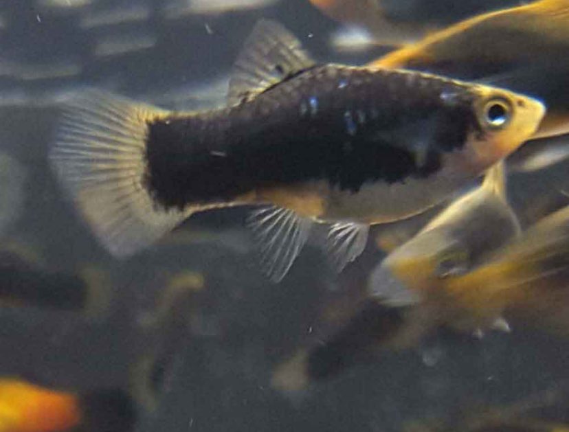 Gretchen Diemer tweet media