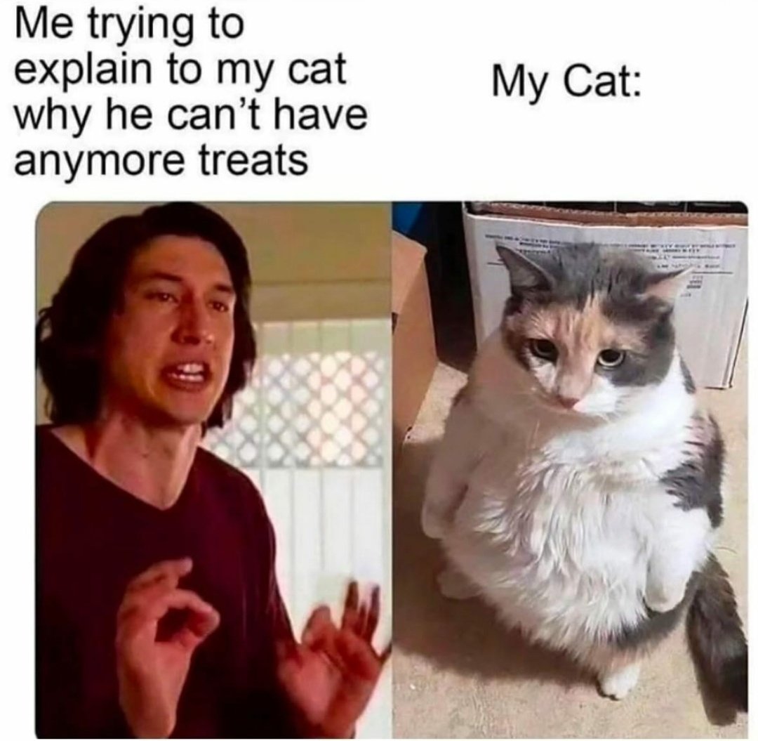 WeAssessCats's tweet photo. https://t.co/iCQnXJhXni