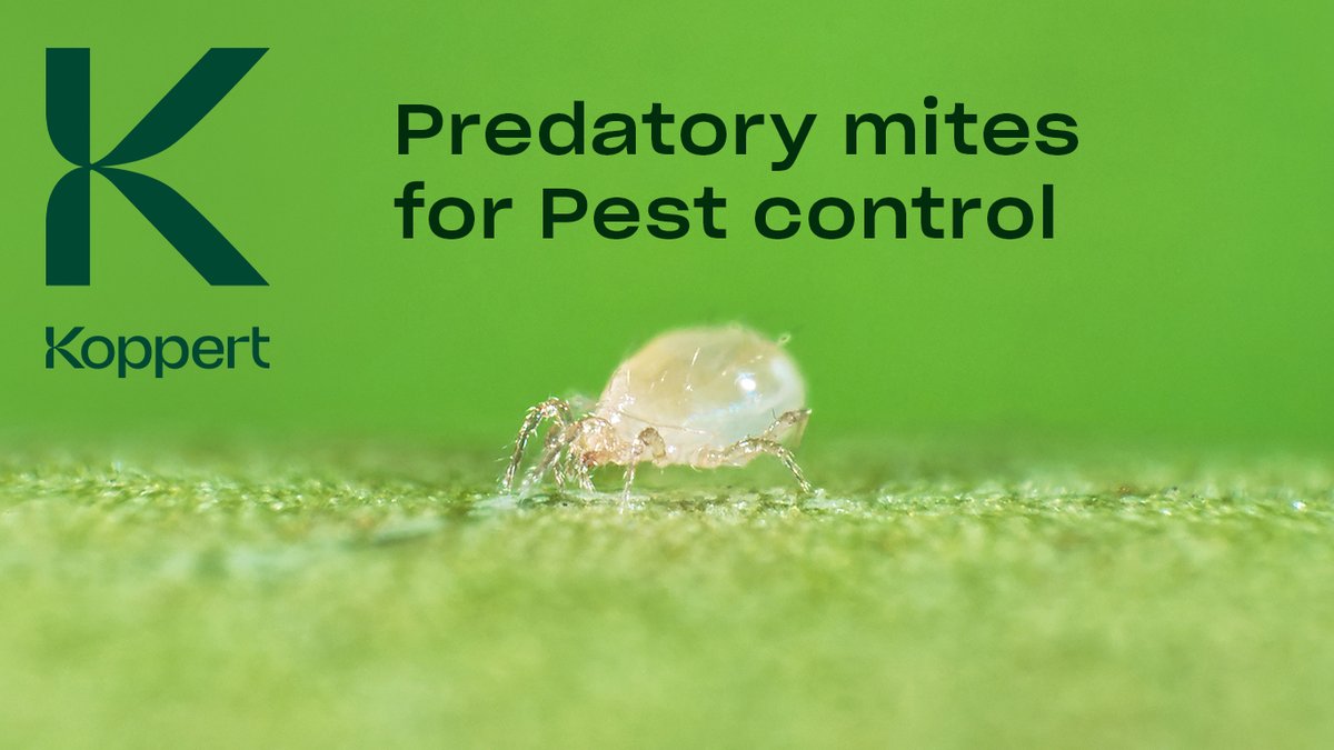 koppertus's tweet photo. #Predatorymites manage and reduce harmful #pests in various environments. They are natural enemies of many plant-feeding mites and insects like spider mites, whitefly, and thrips and are essential to your #IPM program! https://t.co/iRz7ifCHHr

#growers #agriculture #horticulture https://t.co/kmjO1KHoCy