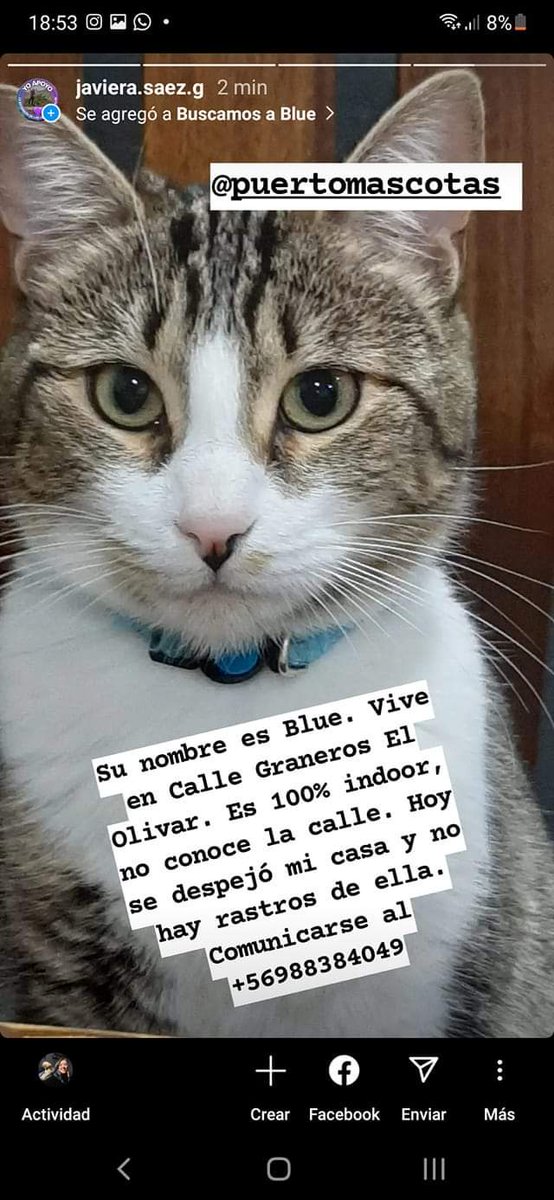 _corazondesol's tweet photo. Se busca gatita, su nombre es Blue, difundir porfavor 😿🙏 #ViñaDelMar #IncendioForestal #IncendiosForestales #Quilpue #VillaAlemana #RegionDeValparaiso https://t.co/c7eAKyltXU