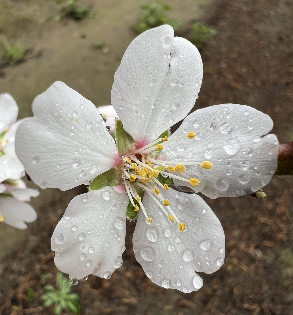 Ryan_Jacobsen's tweet photo. The season is upon us! 🌸🌼🌺🌻🌹
#firstblossom #almond #almonds #2024harvest
@CAFarmBureau @almondalliance @AJcpa81 @almonds @SierraAlmonds https://t.co/uz1dXacQ37
