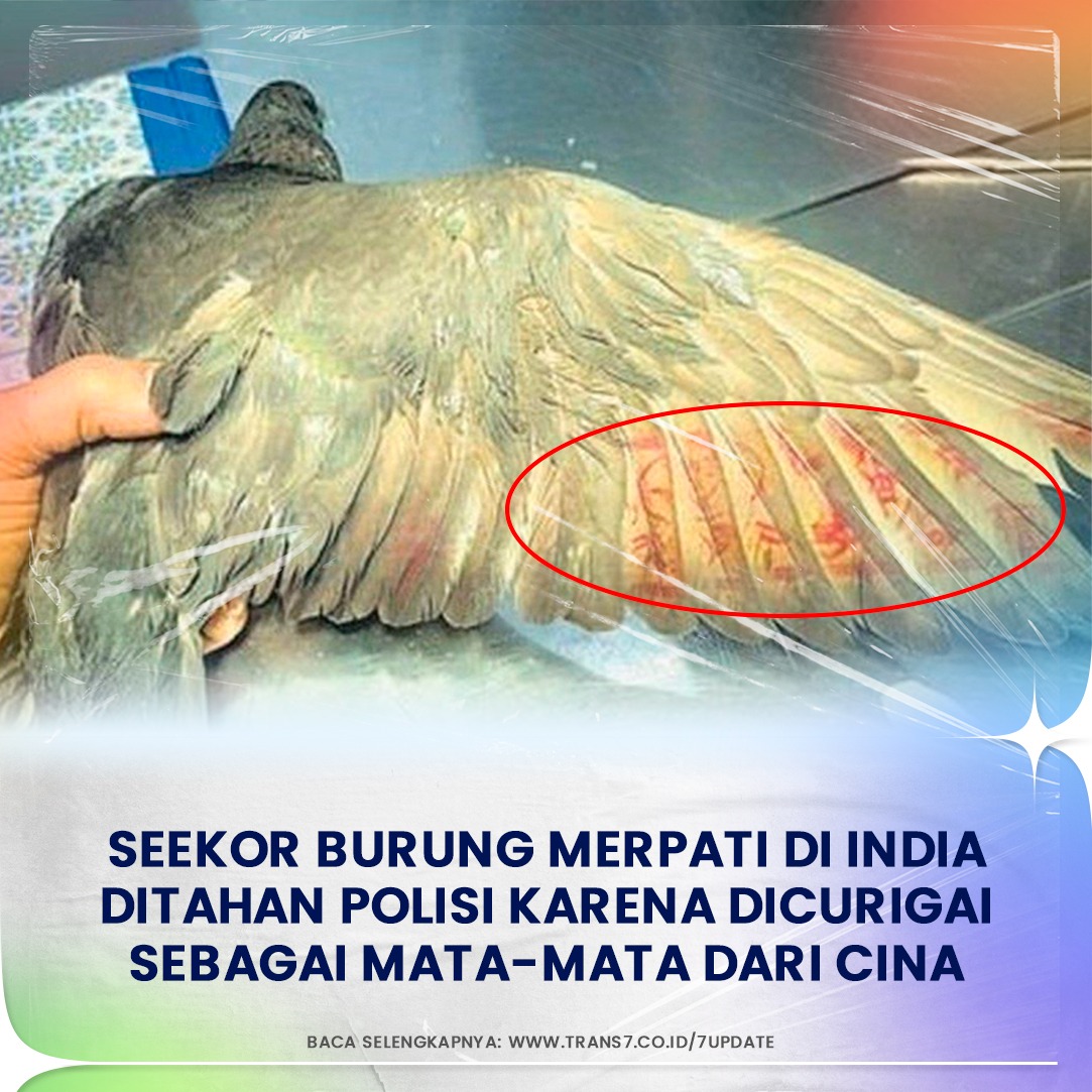 trans7club's tweet photo. Hmm mencurigakan atau kebetulan aja nih menurut Sobat7? Coba pecinta burung merpati waktu dan tempat dipersilahkan!๐
Baca selengkapnya di https://t.co/hYrzuiVyVR
#TRANS7Update #Sobat7JadiTau #BurungMerpati #India #China #MataMara #Spy https://t.co/99NEPsIeW1