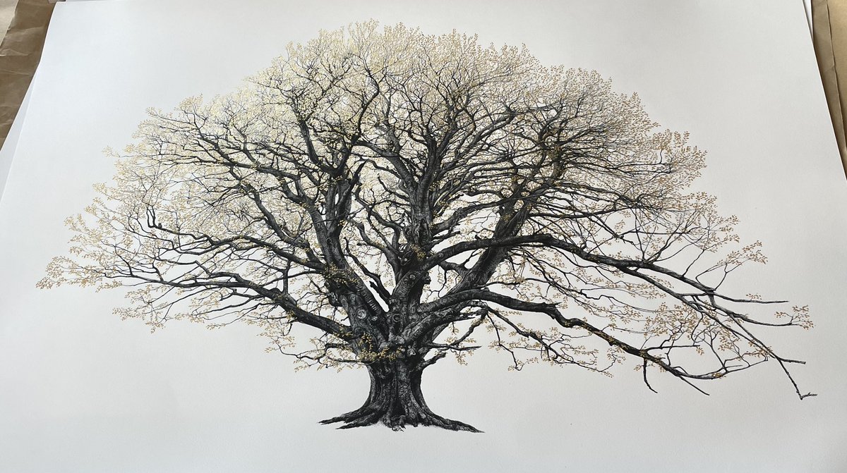cjpartist's tweet photo. Added 24k gold leaf foliage to a large print of the giant Beech tree drawing. Took about three days to do them all individually but a most agreeable result #thicktrunktuesday #art #LimitedEdition https://t.co/hIuSm6FRHy