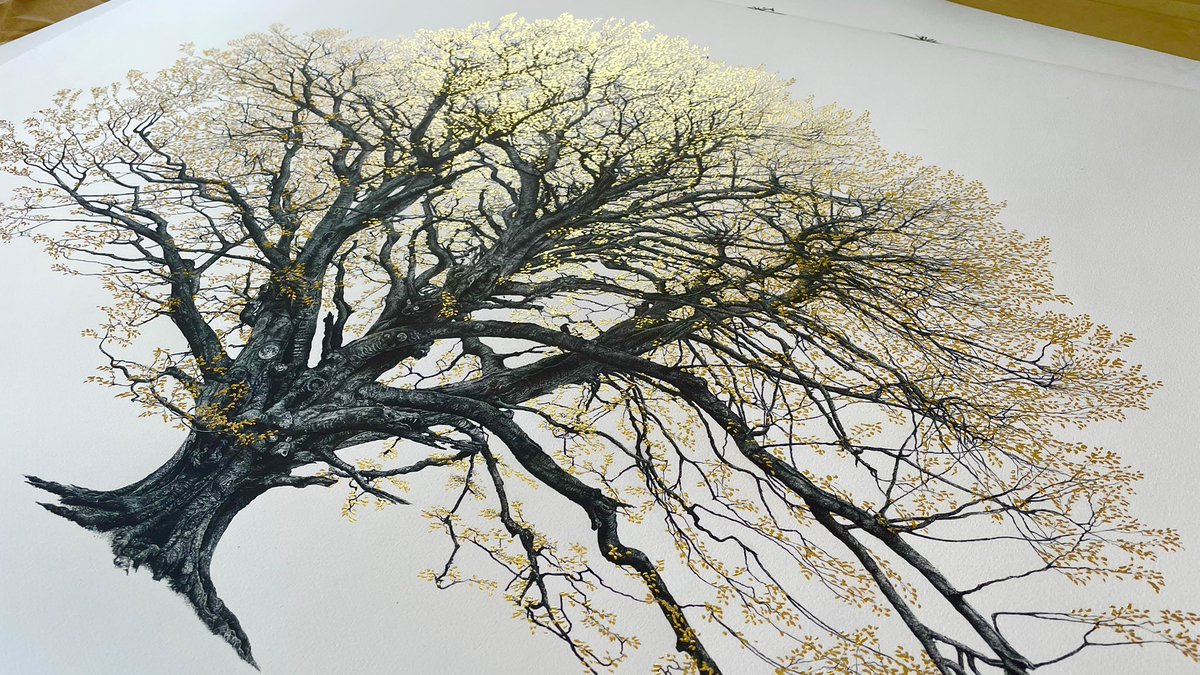 cjpartist's tweet photo. Added 24k gold leaf foliage to a large print of the giant Beech tree drawing. Took about three days to do them all individually but a most agreeable result #thicktrunktuesday #art #LimitedEdition https://t.co/hIuSm6FRHy