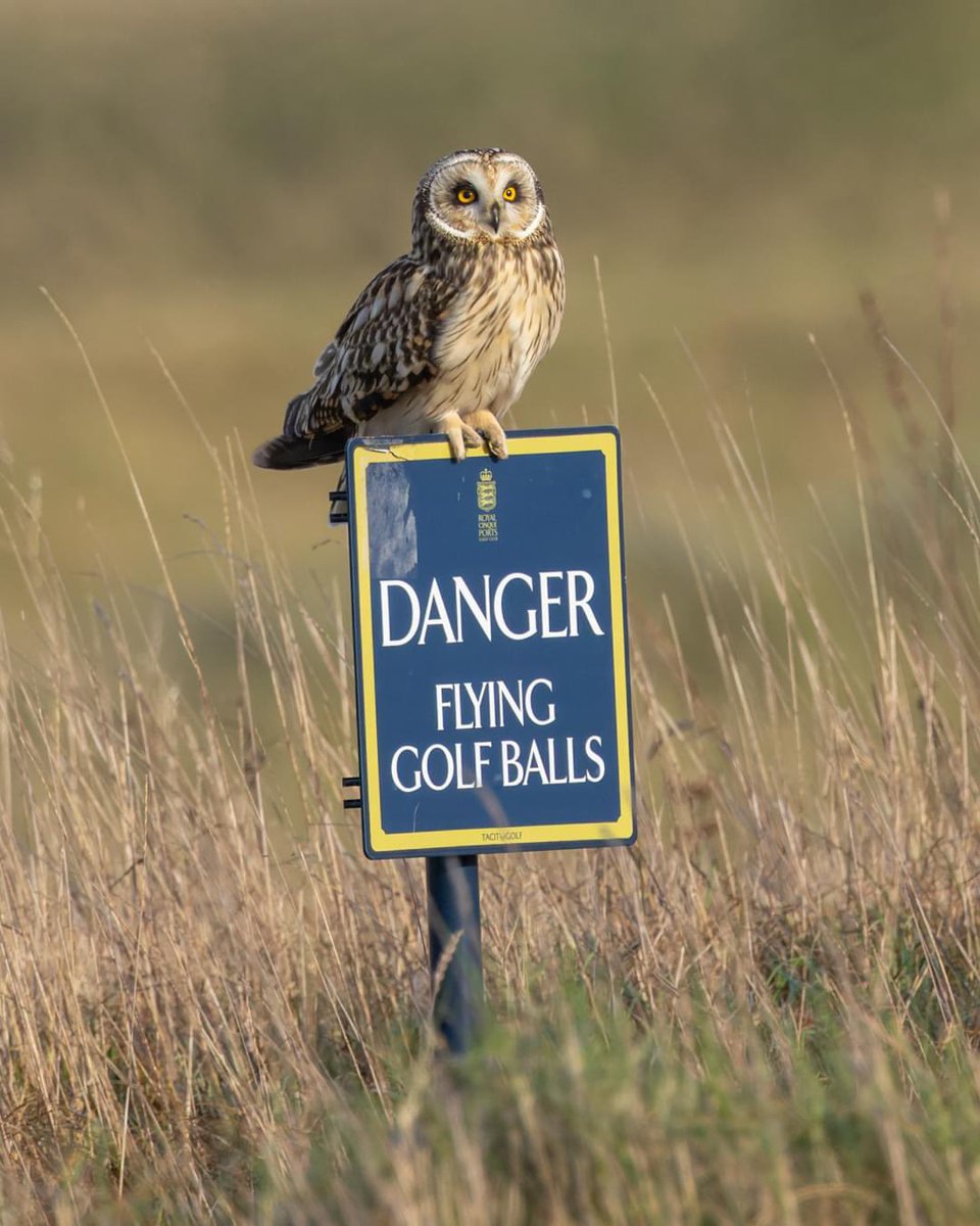 Another Short Eared Owl snapped just last week by our friends at Sandwich Bay Bird Observatory. We have a great working relationship with the Observatory; for more information about their work, please visit sbbot.org.uk