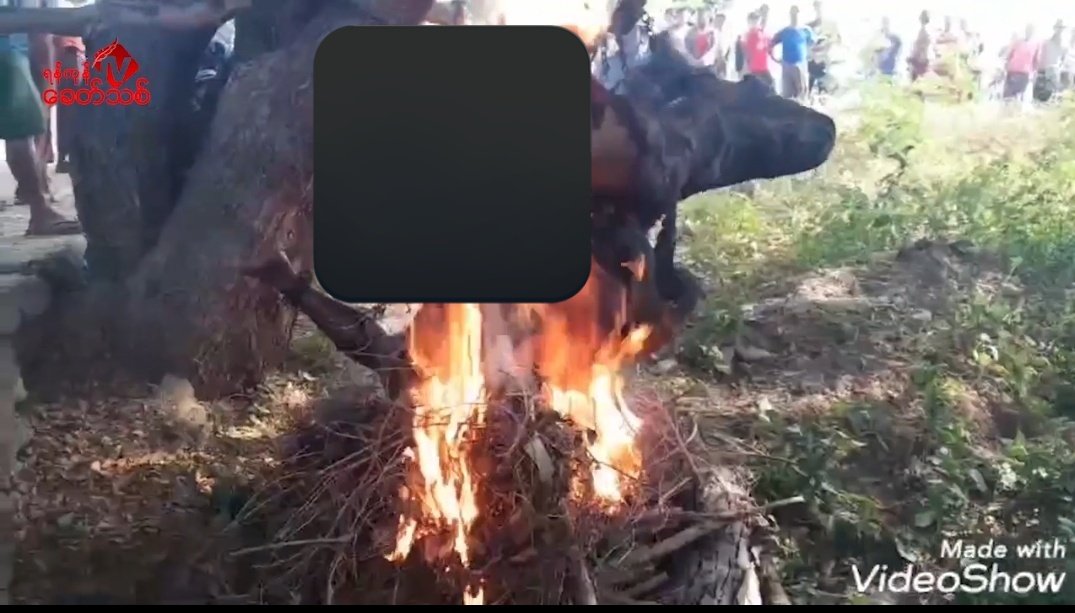 MayWongST's tweet photo. GRAPHIC: #Myanmar @Khithitofficial reported #military-linked militia captured 2 resistance fighters in #Magway &amp; set them on fire while alive. Video too graphic &amp; disturbing to repost here. Military has exhibited history of violence but this is revolting  #WhatsHappeninglnMyanmar https://t.co/zREbHgAx29