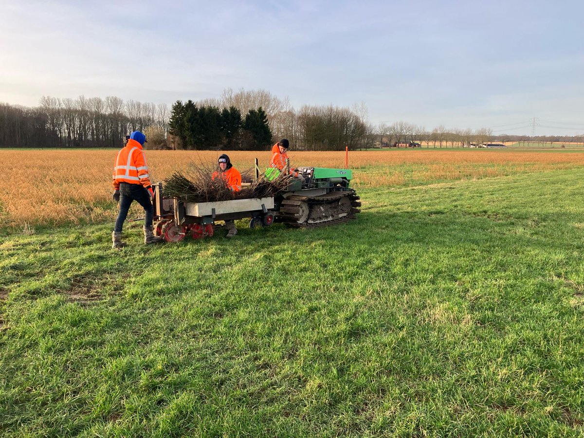 Bij Posterholt proberen we het donker pimpernelblauwtje te redden. We hebben hier o.a. hazelaar, Gelderse roos en meidoorn geplant. Dit zorgt voor een afwisselend landschap dat in de overgangen geschikt is voor mieren. Uit onderzoek is gebleken dat mieren een sleutelrol spelen.