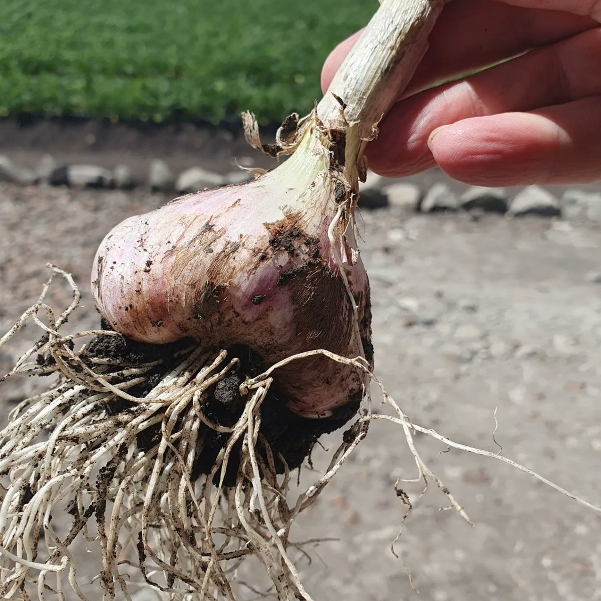 GiladMillo's tweet photo. My happy place ❤️ #OleRaha🧄#farmlife #garlicfarming #growninkenya 🇰🇪 https://t.co/od7fafLd3G