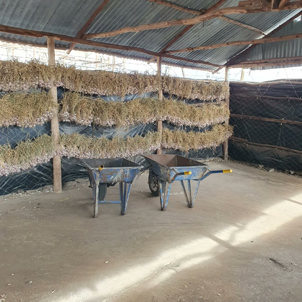 GiladMillo's tweet photo. My happy place ❤️ #OleRaha🧄#farmlife #garlicfarming #growninkenya 🇰🇪 https://t.co/od7fafLd3G