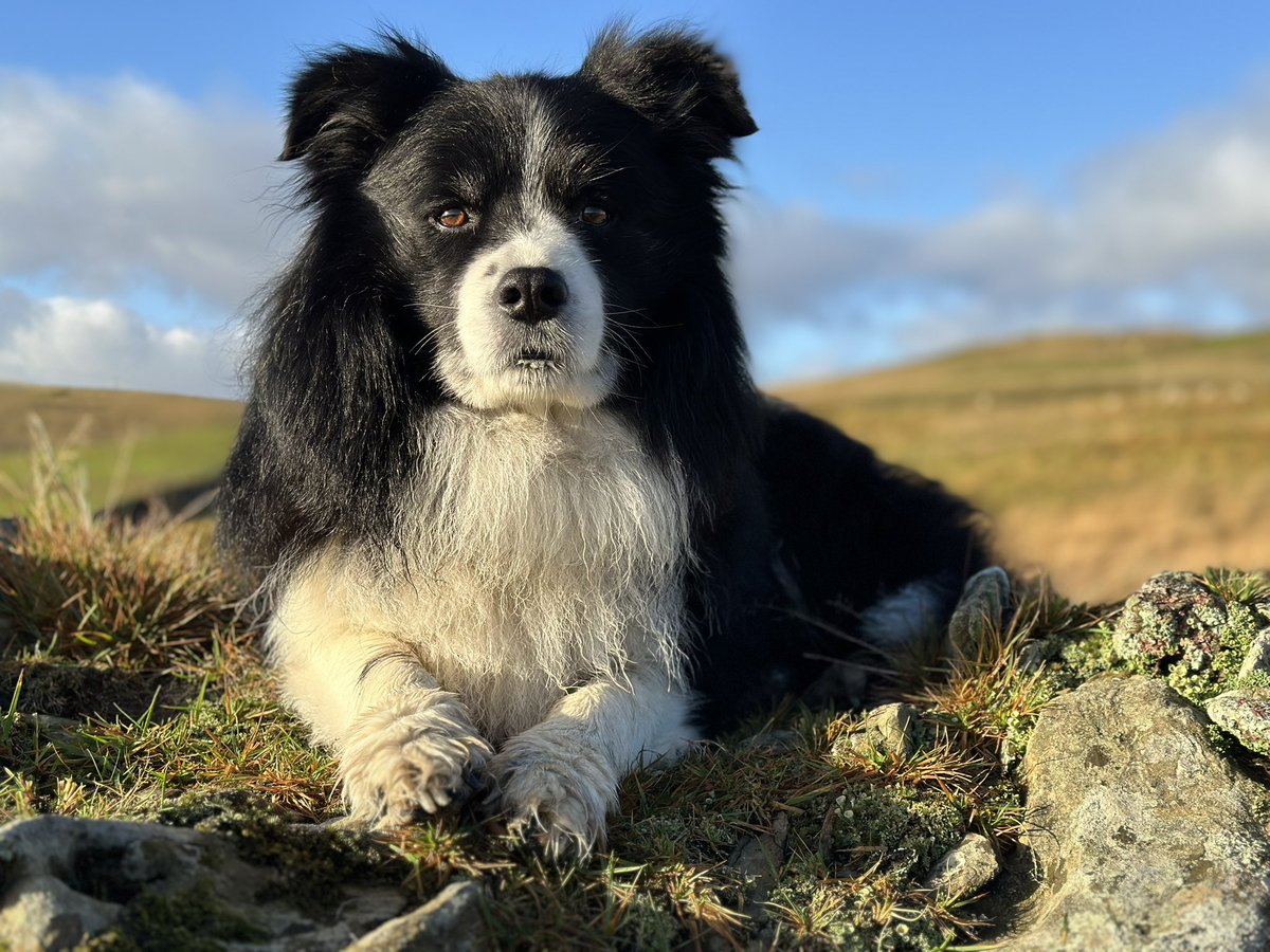 Alison O’Neill ~ Shepherdess tweet media