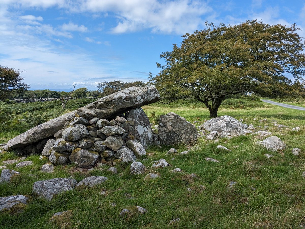 #TombTuesday Cors y gedol #Neolithic chambered tomb in #Ardudwy, Eryri/Snowdonia - with a modern drystone shelter built around it &amp; a striking hawthorn 👌

📷 My own, July 2023