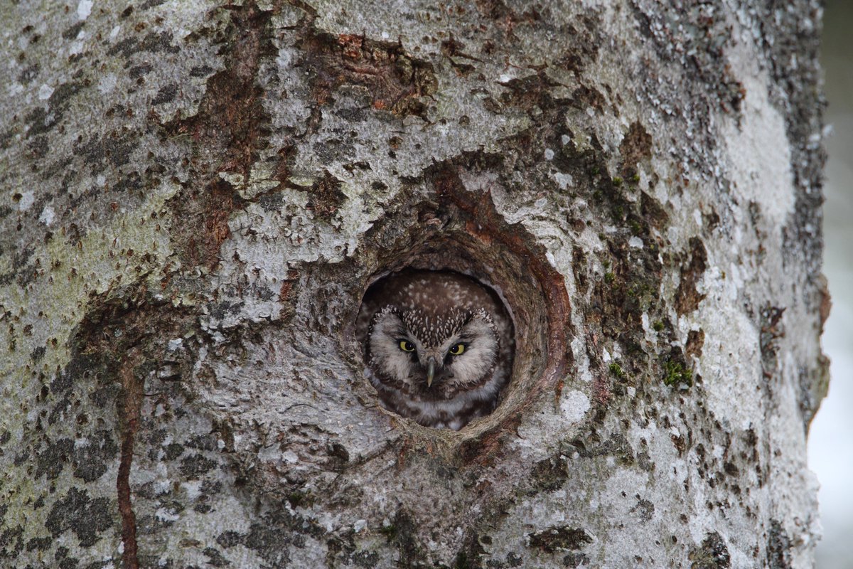 Bäume mit Höhlen sind wichtig für viele Vogelarten. Bei unserem Habichtskauz-Wiederansiedlungsprojekt arbeiten wir mit Waldbesitzern und Förstern zusammen, um Höhlenbäume zu fördern und dadurch die Artenvielfalt in den Wäldern zu erhöhen.
#Artenschutz #Waldschutz #Naturschutz