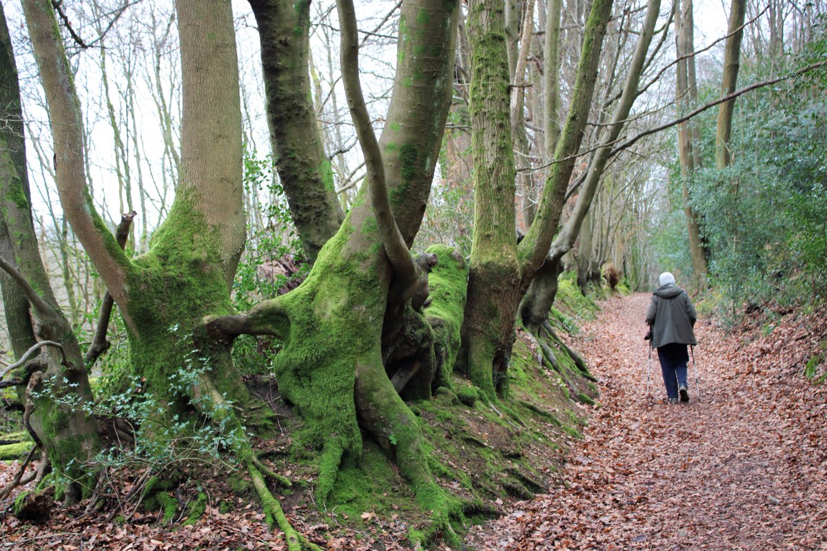 Along one of the old paths. Westerham Kent #thicktrunktuesday