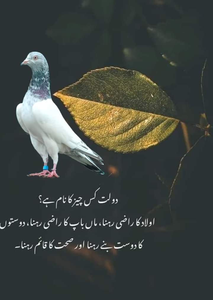 HSadiq85011's tweet photo. Kabooter https://t.co/ZeWGQWdwAs