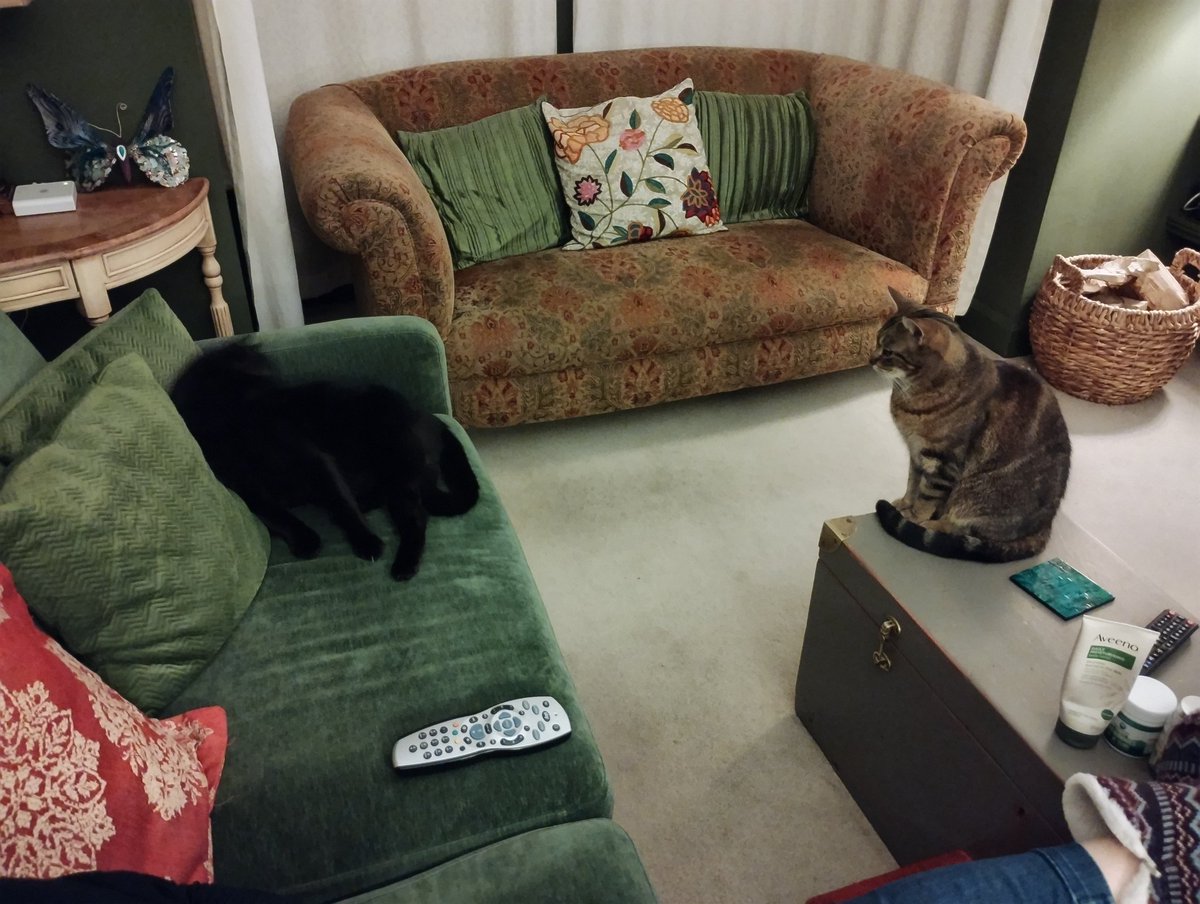 MissTibbs5's tweet photo. Harpo haz bestest spot on da sofa 😸 #TunaTuesday #Hedgewatch #BlackCats #TabbyTroop #CatsOfTwitter #CatsOnTwitter https://t.co/YoHfDGIqf5
