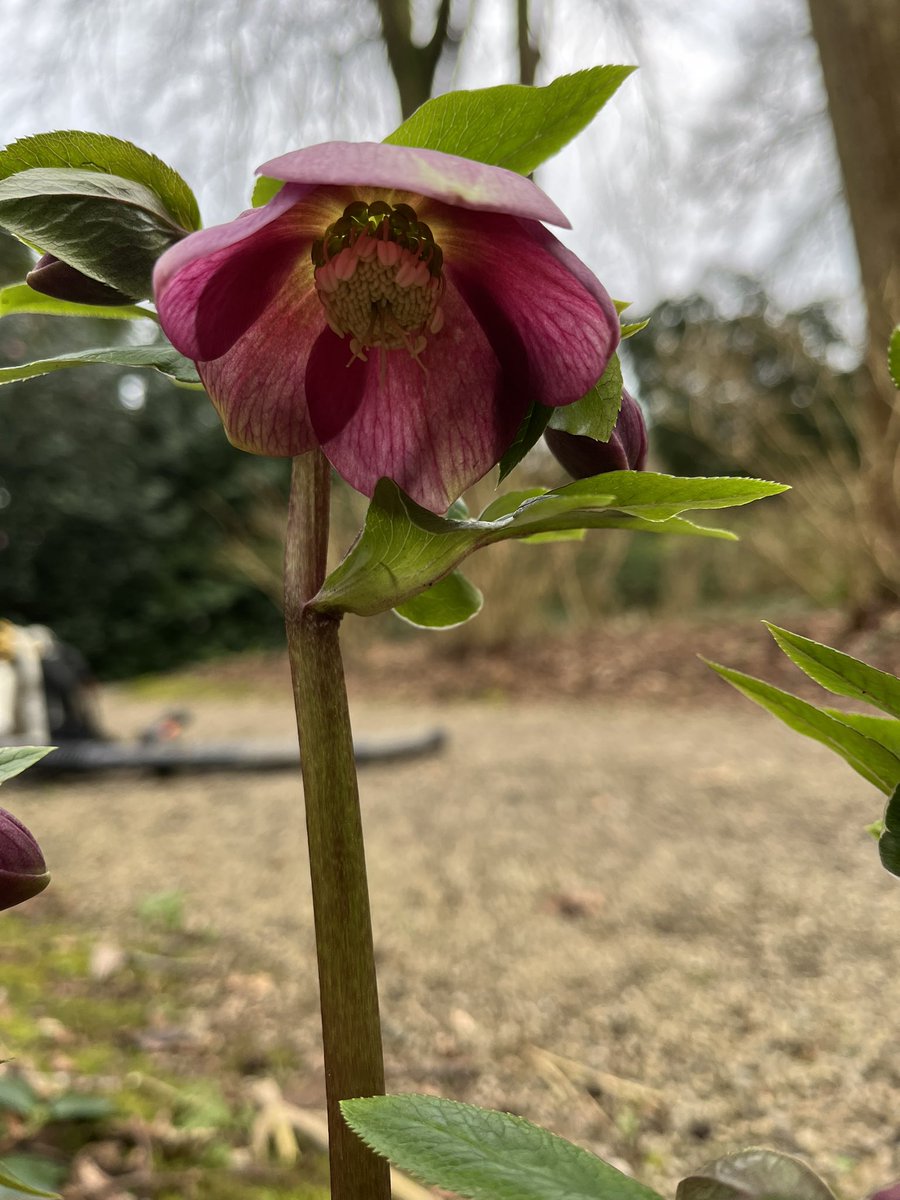 Morning with me on #mycommute are Hellebores, everywhere! Didn’t have any in the garden when I started now we have a good mix of the deep dark ones through pinks to the pure ish white ones. Which is your favourite?
<a href="/CwllGardenSoc/">Cornwall Garden Society</a> 
#hellebore #winter  #whichisyourfavourite