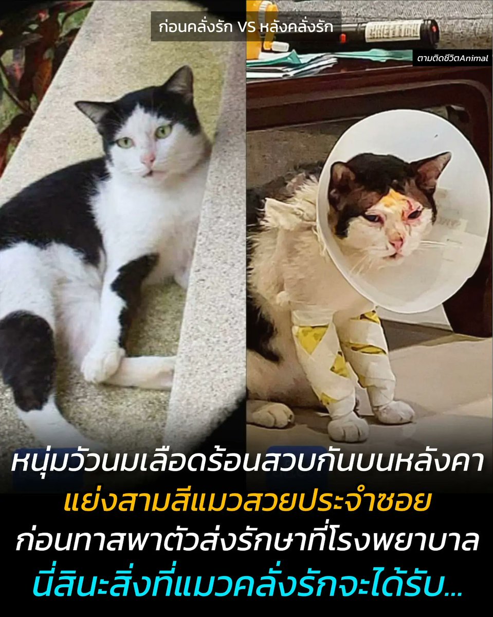 ตามติดชีวิตAnimal tweet media