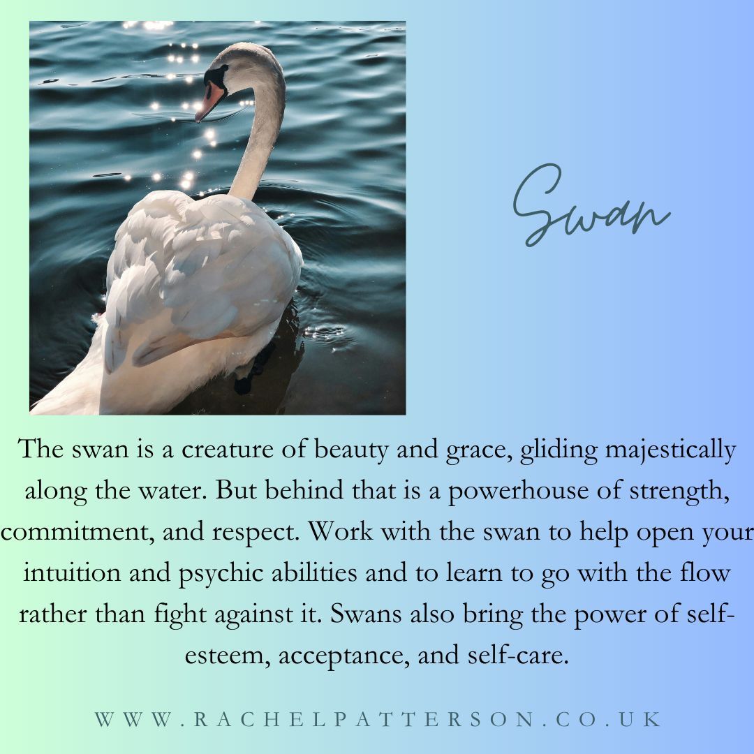 Swan Magic

#witch #witchcraft #witchesofinstagram #kitchenwitch #magic #spells #animalmagic