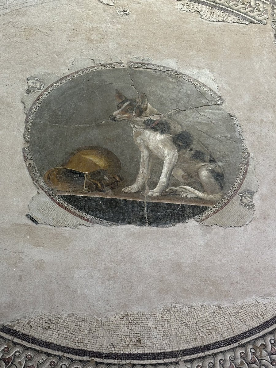 Dr Stephanie Boonstra tweet media