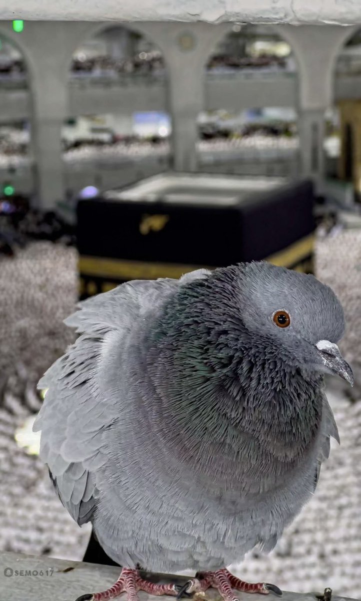 HolyMakkah01's tweet photo. ﴿فَتَبَارَكَ اللَّهُ أَحْسَنُ الْخَالِقِينَ﴾ https://t.co/7KjN4EbSia