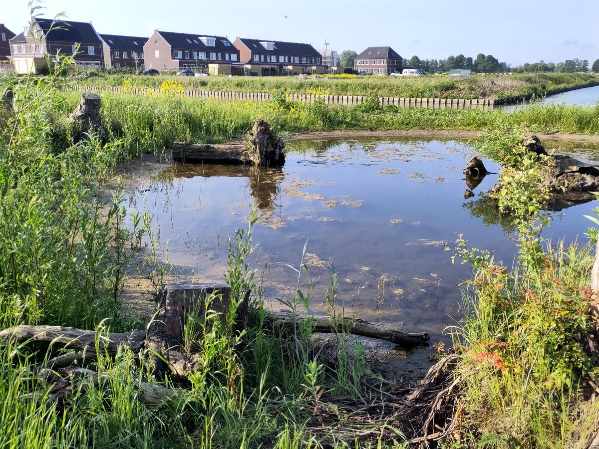 Nieuwbouwwoningen kunnen de biodiversiteit in een gebied aanjagen. Onze ecologen hebben dit op basis van de eerste resultaten van een langer lopende praktische monitoringstudie geconcludeerd. Lees meer👉🏽 bit.ly/42KmMBb 
#duurzaamheid #biodiversiteit #nieuwbouw #culemborg