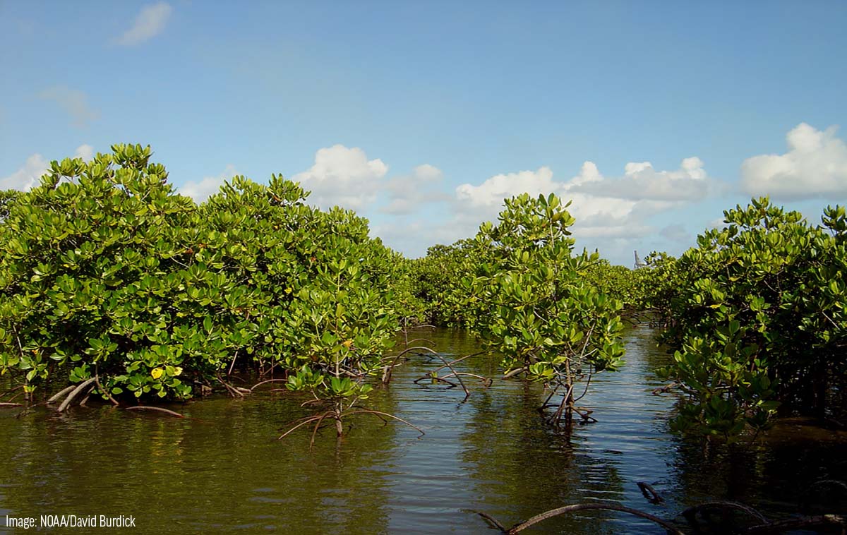 SEEDOORGAN's tweet photo. #Mangroves and saltmarshes sequester large amounts of carbon, mitigating the greenhouse effect. New research shows that these environments are perhaps twice as effective as previously thought.
#ConservationOrg
#SEEDO https://t.co/l6sNrs6SMt