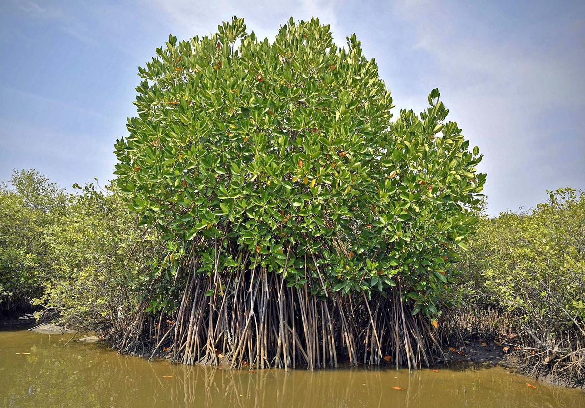 SEEDOORGAN's tweet photo. #Mangroves and saltmarshes sequester large amounts of carbon, mitigating the greenhouse effect. New research shows that these environments are perhaps twice as effective as previously thought.
#ConservationOrg
#SEEDO https://t.co/l6sNrs6SMt