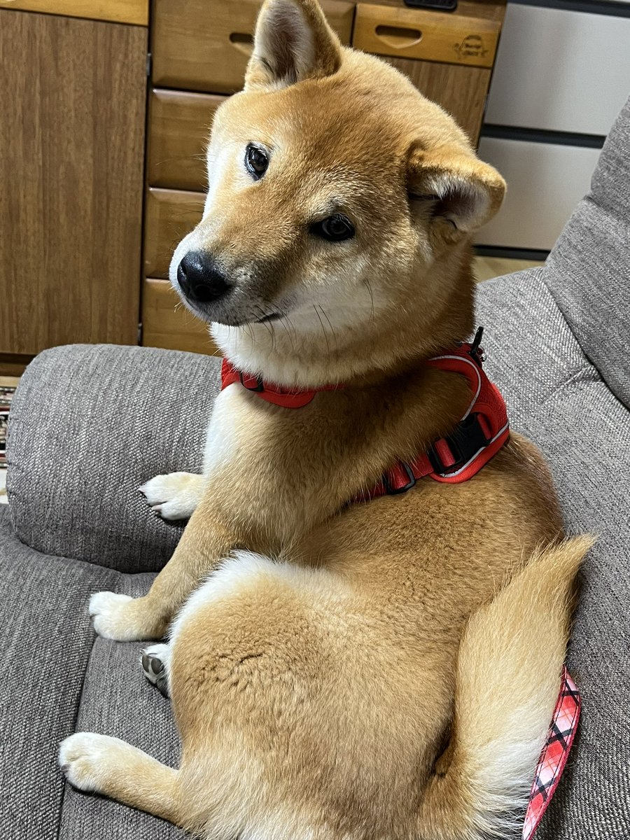 mochidaanko's tweet photo. 我が家の芝わん、ももちゃん
鹿角大好き絶賛反抗期中 https://t.co/ltOVa35jst