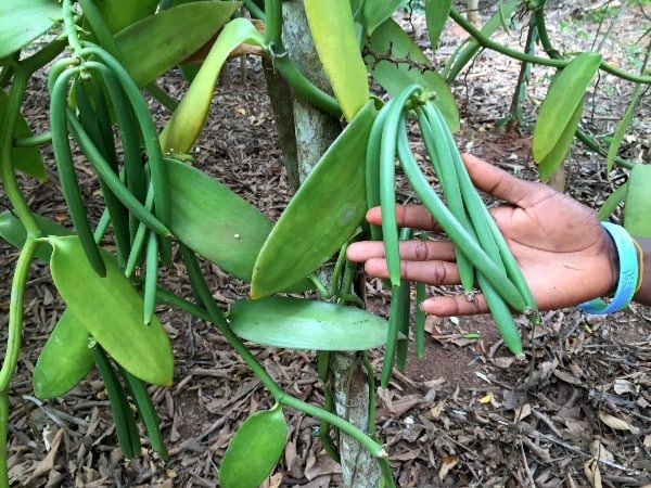 Vanilla Farming
- Vanilla is a crop that is seldom grown in Kenya.
-Vanilla can be cultivated either as a monocrop or intercropped with plants such as bananas.
-The global vanilla market is witnessing robust growth due to growing consumers' demand for plant-based products.
-The