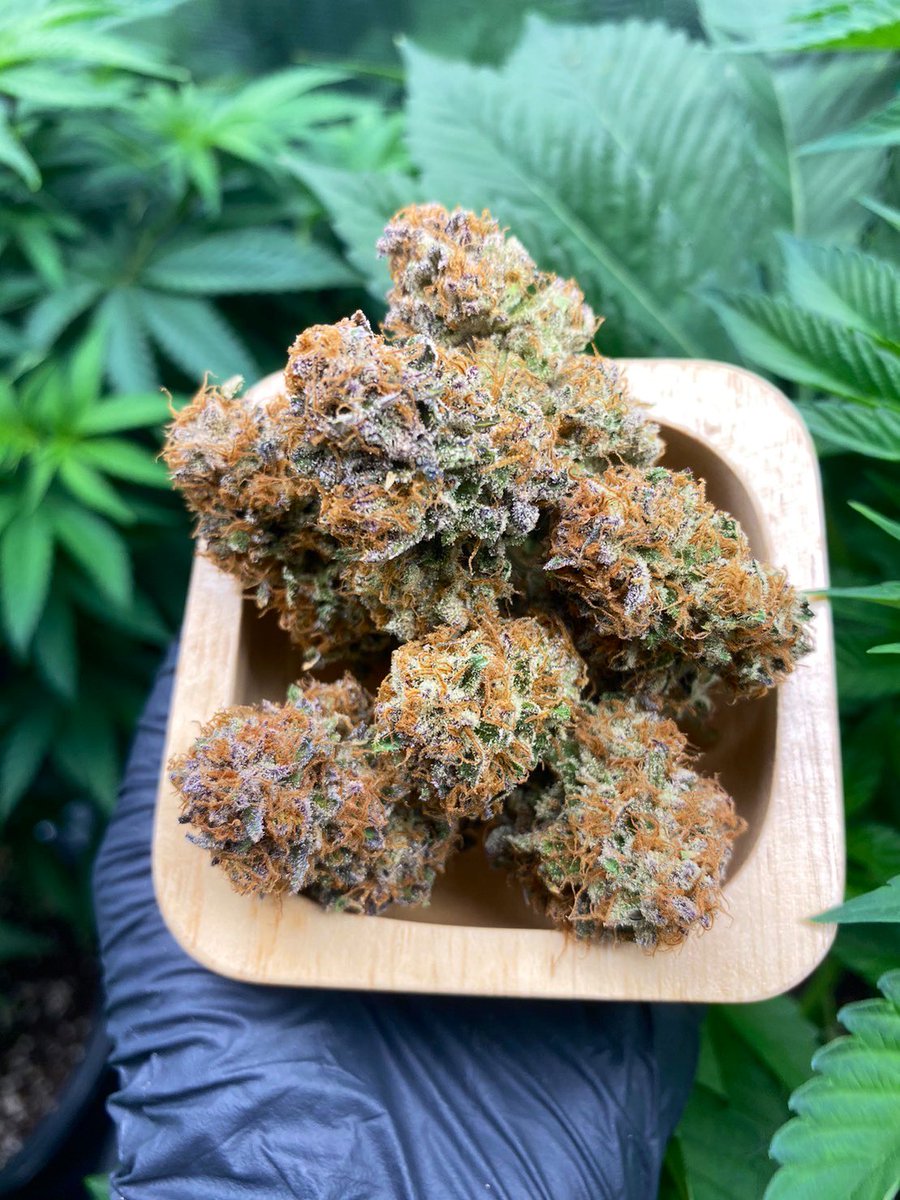 Siam Seeds tweet media