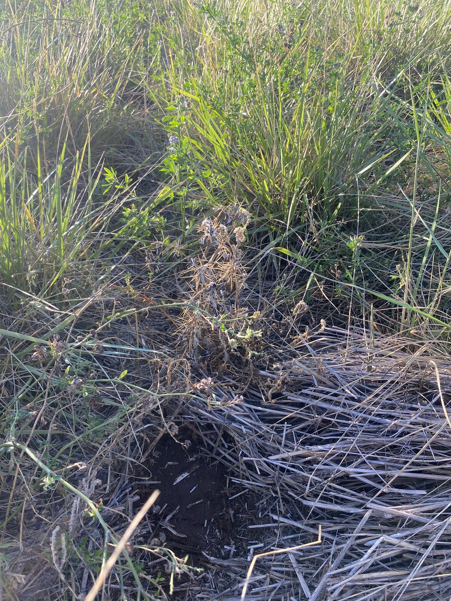 Pasture competition at work; Bathurst burr toasted