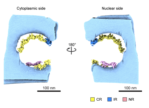 Beck_Laboratory's tweet photo. Once the mechanical load on the nuclear envelope increases during differentiation, nuclear pores are frequently overstretched and disintegrate in Nup133 deficient cells. This remained undiscovered by structural analysis based on #subtomogram averaging. https://t.co/JFkapTUaDO
