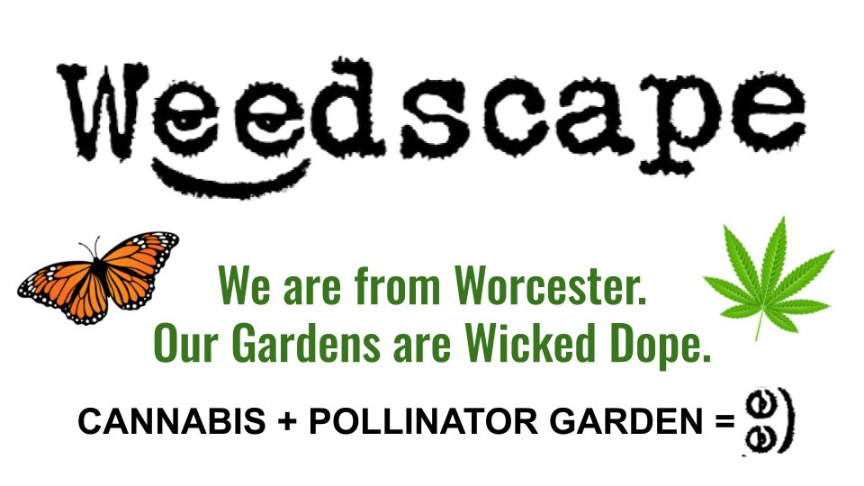 #Weedscape is from #Worcester 

“Our Gardens are Wicked Dope”

- Charles Wood III 

Weedscape #RonnyLeBlanc #CannabisGardens #PollinatorGardens #Cannabis
