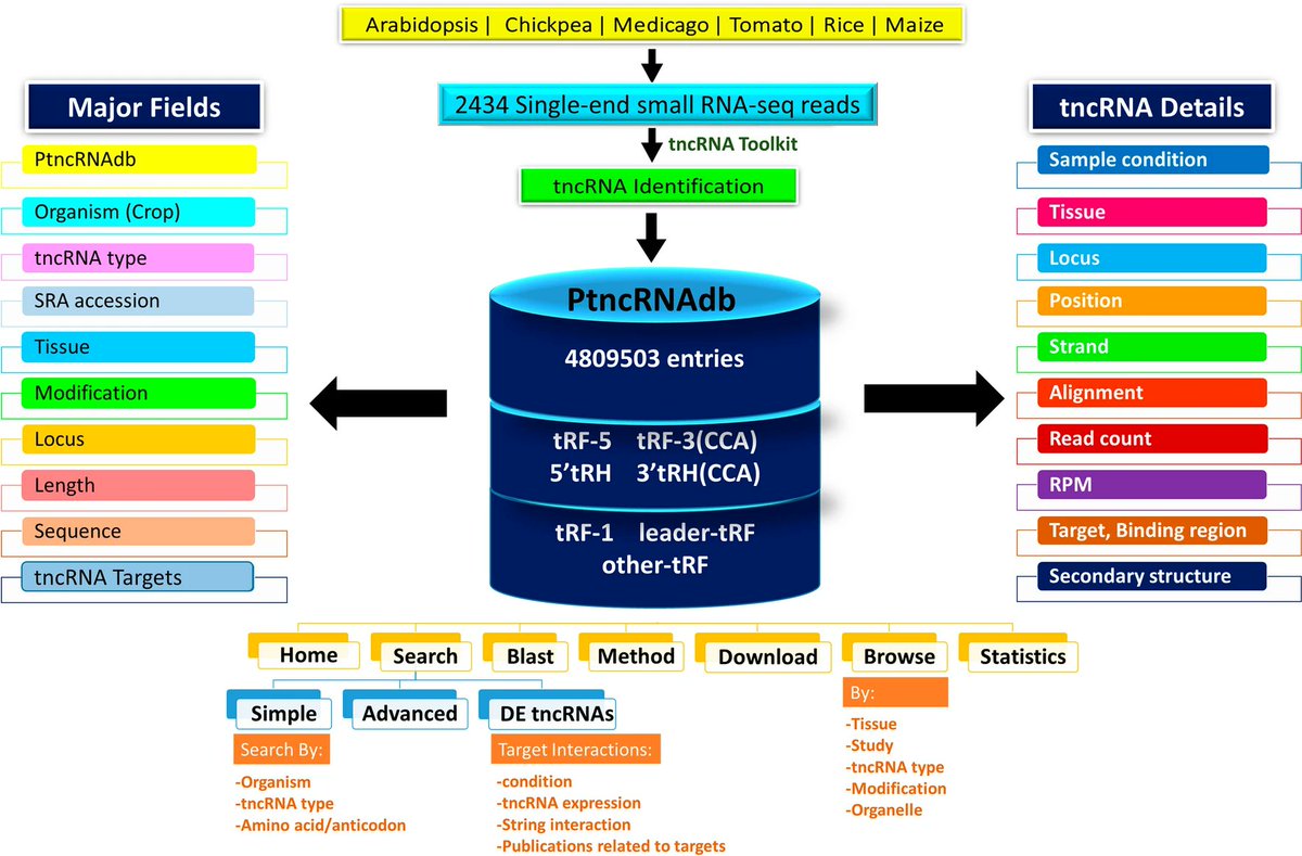 Shailesh Kumar (@shaileshgenome) on Twitter photo New web resource from our research group !!
PtncRNAdb: plant transfer RNA-derived non-coding RNAs (tncRNAs) database pubmed.ncbi.nlm.nih.gov/35462956/
<a href="/NIPGRsocial/">BRIC-NIPGR</a> <a href="/DBTIndia/">Department of Biotechnology</a> New web resource from our research group !!
PtncRNAdb: plant transfer RNA-derived non-coding RNAs (tncRNAs) database pubmed.ncbi.nlm.nih.gov/35462956/
<a href="/NIPGRsocial/">BRIC-NIPGR</a> <a href="/DBTIndia/">Department of Biotechnology</a>
