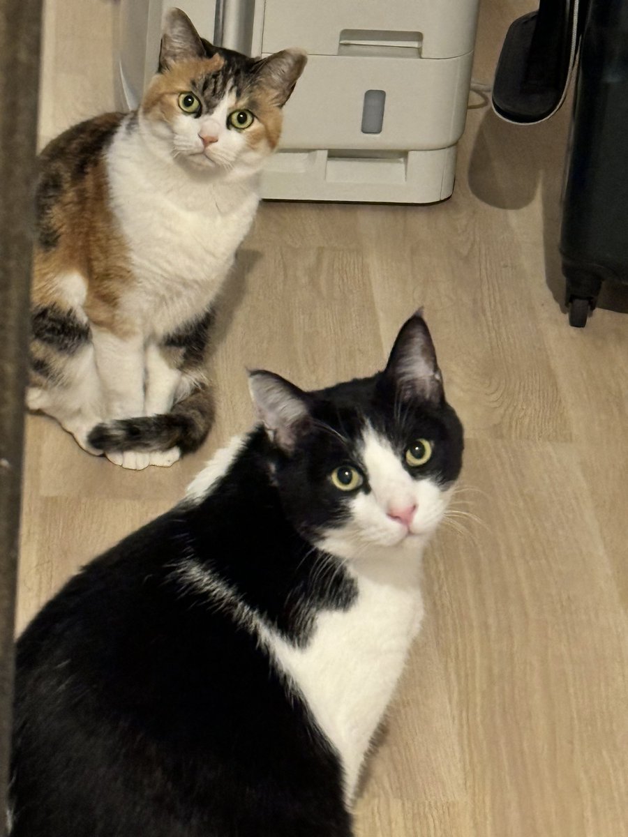 飯まだですかの訴え

#猫
#猫のいる暮らし