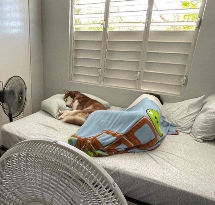 Guarromantico_'s tweet image. Si duermo 12hrs, mi perro duerme 12hrs al lado mío. Orgulloso de lo que crié.