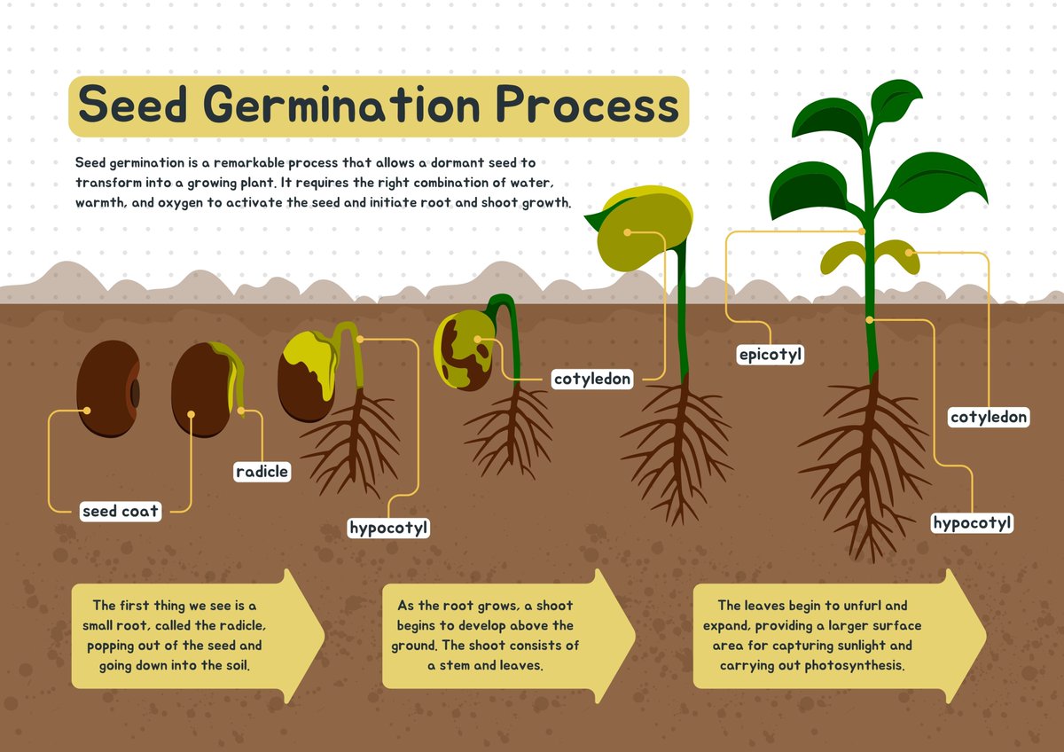 How exactly does a tiny seed turn into a plant? My latest post unravels the seed germination mystery. Fellow growers, this one's for you! Give it a read and retweet to spread the gardening knowledge. #seedgermination #howseedswork #sowingseeds #seedtosprout #GardeningX #yardener