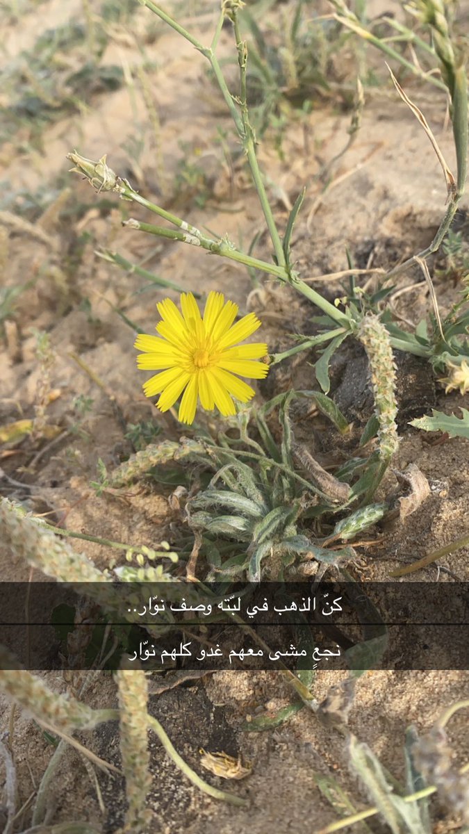 كن الذهب في لبّته وصف نوّار
نجعٍ مشى معهم غدو كلهم نور

ما انساه دام عريض فالريش ما طار 
و ما دام في كبد السما الجدي مسمور

دبيان السهلي