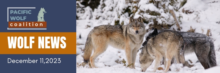 PacificWolves's tweet photo. PacWolf News: February 5, 2024 - https://t.co/jbUuEBksBd https://t.co/vYVBhaTcIF