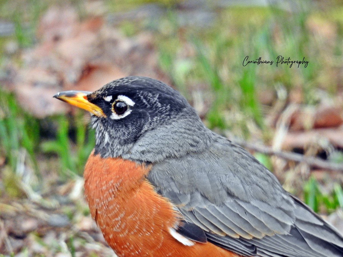 #americanrobin #robin #bird #nature #naturephotography #wildlife #naturelovers #birdphotography #wildlifephotography #birding #animals