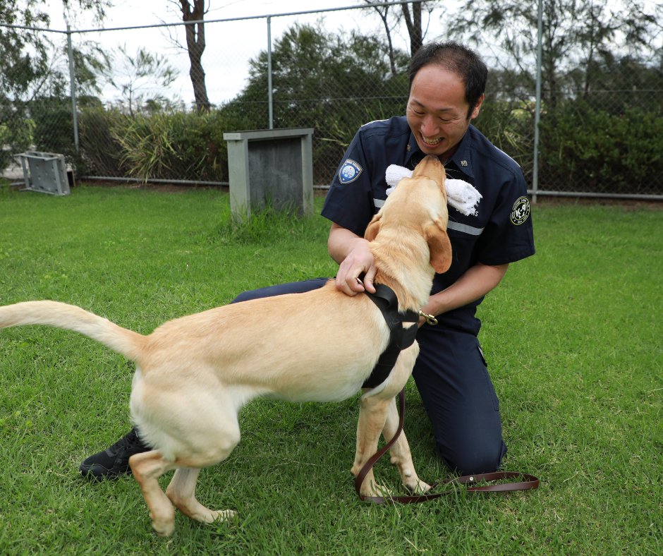 In January, the ABF Detector Dog Program (DDP) was proud to be joined by members of the Japan Customs Canine Program ( @Custom_kun ), who visited to select the most recent detector dog candidates for their customs service. Japanese Customs Canine Unit officers have put ABF-bred