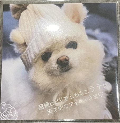 ラテ (@ratte_yama) on Twitter photo ジャイアント麗子 <a href="/kaaaaatsu/">ジャイアント麗子/GiantReiko</a> さんの受注シール販売を奇跡的に購入できて愛犬ラテのシールを作って頂きました❣️
丸々と可愛いイラストで感無量です♡大好物のサツマイモまで!!!!
家宝です(✧д✧)
めちゃ可愛い♡
裏面は実犬写真です(∩˘ω˘∩ )♡
ありがとうございました♡♡
#ジャイアント麗子 ジャイアント麗子 <a href="/kaaaaatsu/">ジャイアント麗子/GiantReiko</a> さんの受注シール販売を奇跡的に購入できて愛犬ラテのシールを作って頂きました❣️
丸々と可愛いイラストで感無量です♡大好物のサツマイモまで!!!!
家宝です(✧д✧)
めちゃ可愛い♡
裏面は実犬写真です(∩˘ω˘∩ )♡
ありがとうございました♡♡
#ジャイアント麗子