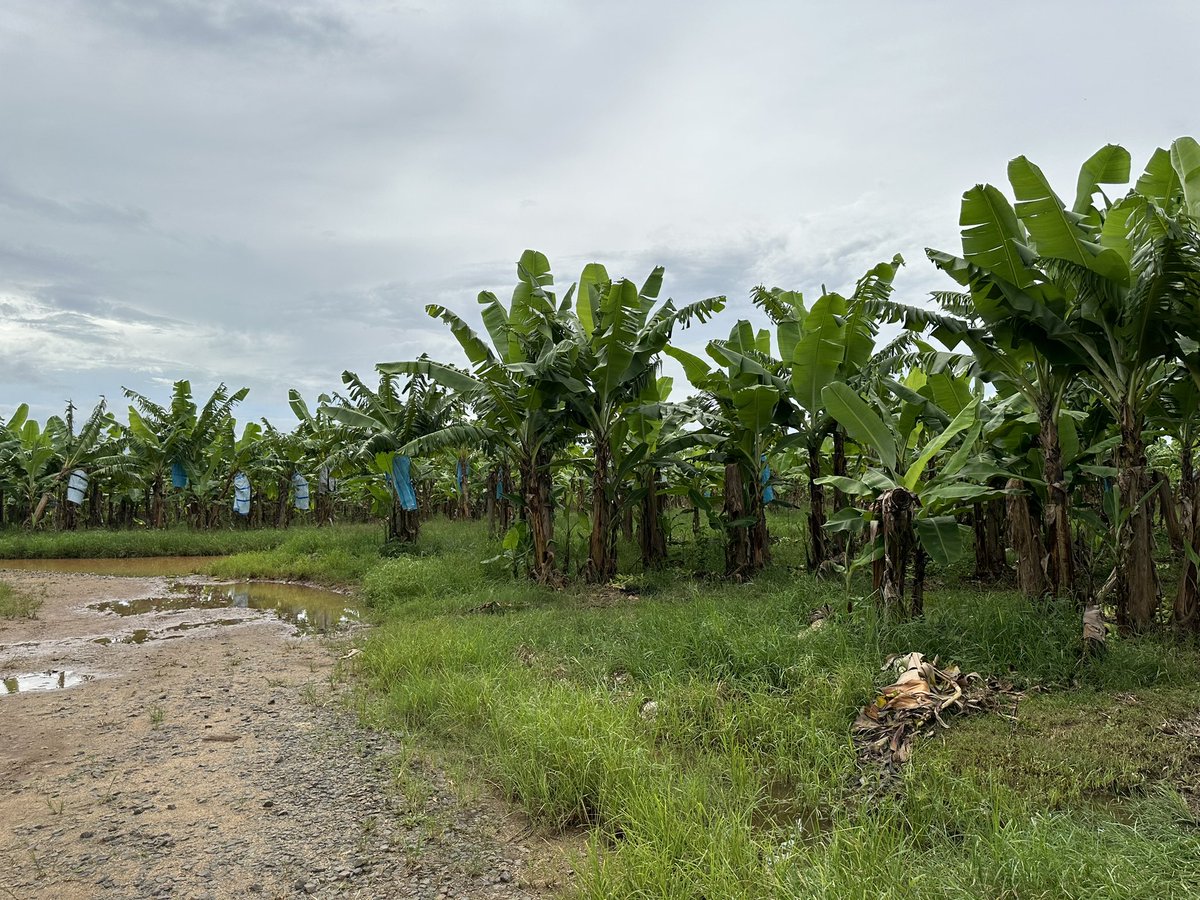 Far North banana farmers are reeling from the impacts of ex-Tropical Cyclones Kirrily and Jasper on their crops. 

While the devastation was minimal for some, growers say another natural disaster could be catastrophic! 

Full story tonight <a href="/WINNews_CNS/">WIN News Cairns</a> 5.30pm
