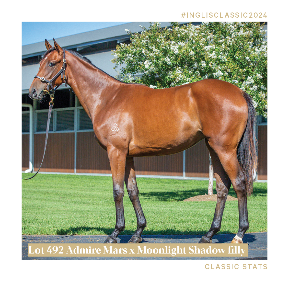 The sire of Admire Mars is proving formidable with Danehill-line mares and we have 2 fillies bred this way!⁠ ⁠ #admiremars #Lot408 #Lot492 #classicstats #inglisclassic #arrowfield #thearrowfieldadvantage