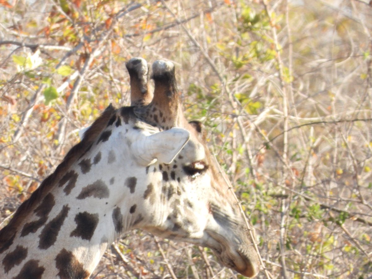 Male giraffe 
#ruahanationalpark
#giraffe 
#Safari