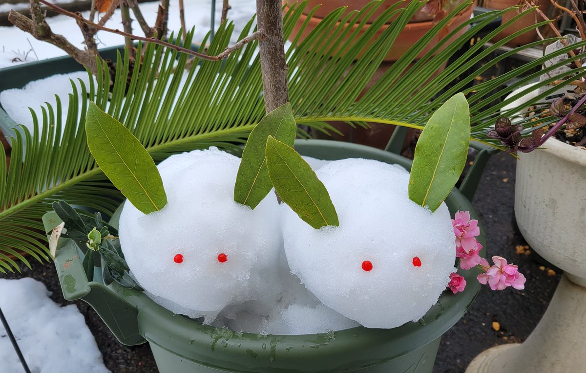 南天の実 - Search / X