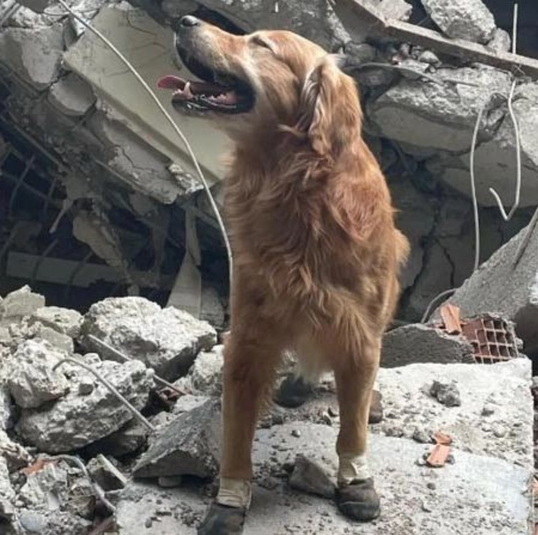 Hayvan düşmanı ürkütücü kitle bir süre sustu. Hayatını tehlikeye atıp can kurtaran köpeklere bir şey diyemediler tabii. Ama kısa sürdü, unutuldu. Bugün en başa sarmış, "yok edilsin" diyorlar...