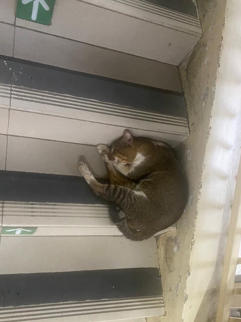 Bukan CommuterLine ! tweet media