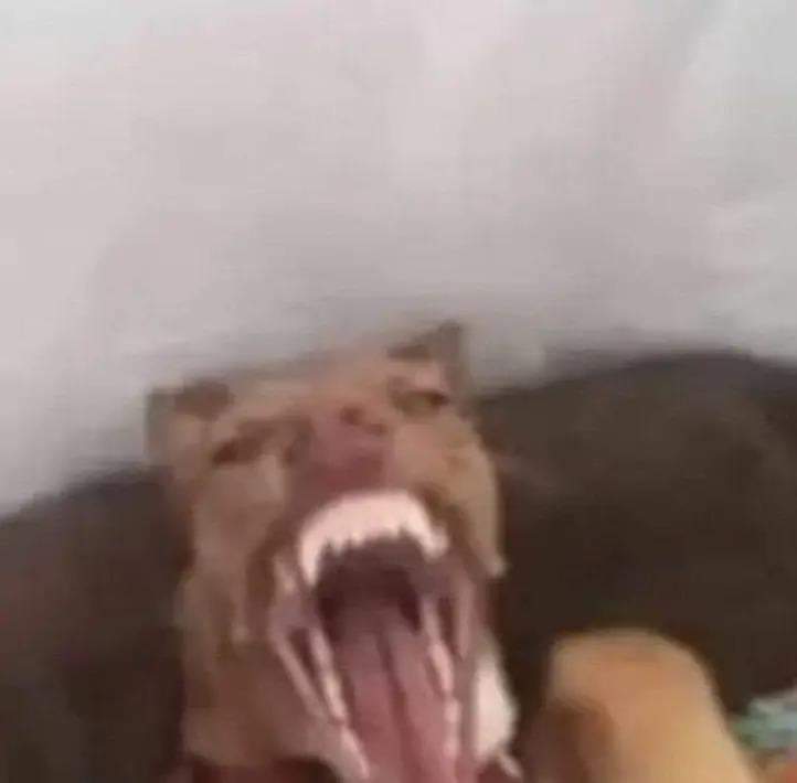 LucazCerqueira's tweet photo. @KauanePVieira1 Nossa to morrendo de medo de processo uuui KKKKKKKKKKKKKKKKKK que Patetico vius kkkk ta explicado por passa pano pra esses coitadas https://t.co/UnyyehnVil