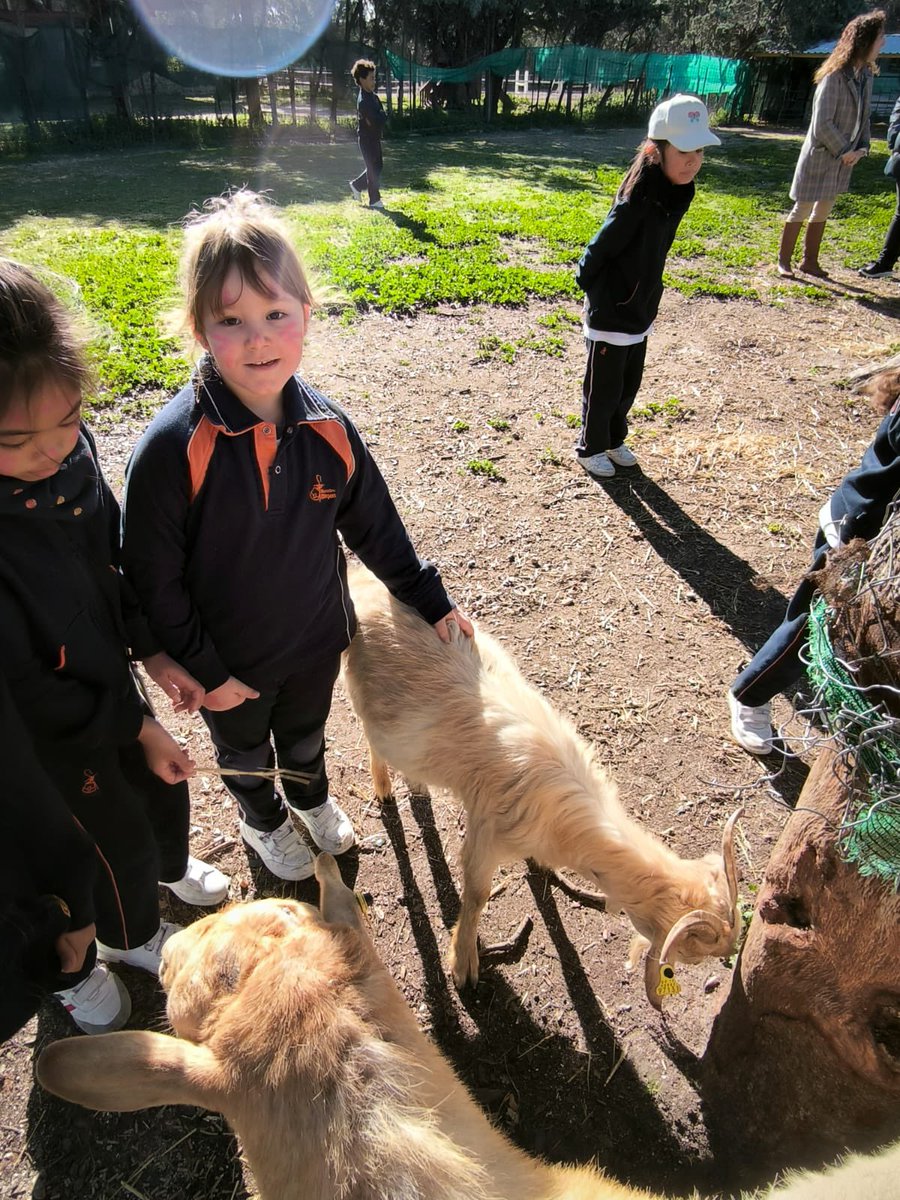 divpasmad's tweet photo. Dentro de nuestro proyecto ABP “Mi pequeño Mundo” los alumnos de primero estuvieron en la Granja-Escuela. Tuvieron un contacto directo con la naturaleza y muchos animales. Aprendieron lo importante que es cuidar de los seres vivos #EQTMD #SomosFranciscanas #ProyectoABP https://t.co/x7b2PyvsUn